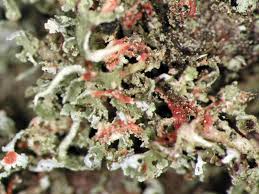 Attēlu rezultāti vaicājumam “Cladonia norvegica”