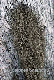 Attēlu rezultāti vaicājumam “Bryoria capillaris”