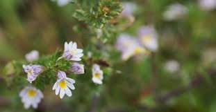 Attēlu rezultāti vaicājumam “Euphrasia”
