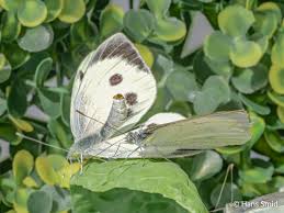 Attēlu rezultāti vaicājumam “Pieris brassicae female”