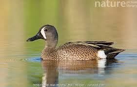 Image result for Anas discors