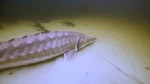 Image result for Acipenser desotoi