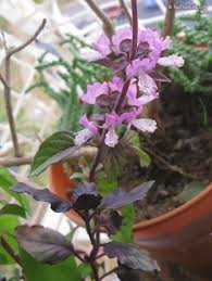 Attēlu rezultāti vaicājumam “Ocimum basilicum flower”
