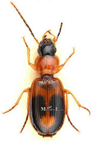 Attēlu rezultāti vaicājumam “Badister bullatus”