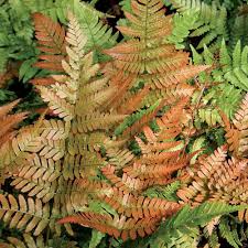 Attēlu rezultāti vaicājumam “Dryopteris”