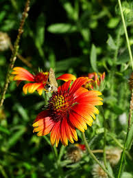 Image result for Gaillardia pulchella