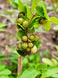 Attēlu rezultāti vaicājumam “Diplolepis bicolor”