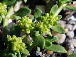 Attēlu rezultāti vaicājumam “Herniaria glabra flower”
