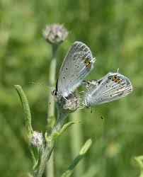 Attēlu rezultāti vaicājumam “Everes argiades female”