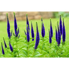 Attēlu rezultāti vaicājumam “Veronica spicata leaf”