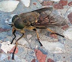 Attēlu rezultāti vaicājumam “Atylotus sp.”