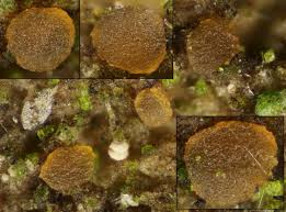 Attēlu rezultāti vaicājumam “Melanospora lagenaria”