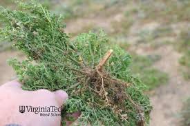 Attēlu rezultāti vaicājumam “Enteridium liceoides young”