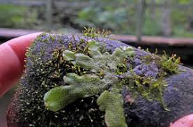 Attēlu rezultāti vaicājumam “Fissidens arnoldii sporophyte”