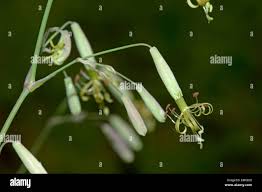 Attēlu rezultāti vaicājumam “Silene chlorantha”