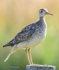 Image result for Bartramia longicauda