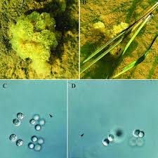 Attēlu rezultāti vaicājumam “Hildenbrandia rivularis”