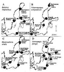 Attēlu rezultāti vaicājumam “Balanus improvisus”