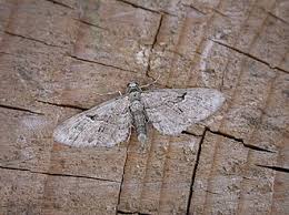 Attēlu rezultāti vaicājumam “Eupithecia pusillata”