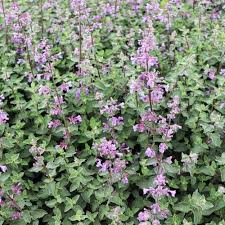 Attēlu rezultāti vaicājumam “Nepeta x faassenii leaf”