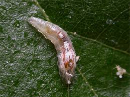 Attēlu rezultāti vaicājumam “Episyrphus balteatus”