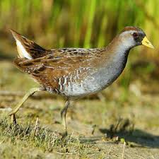 Image result for Porzana carolina