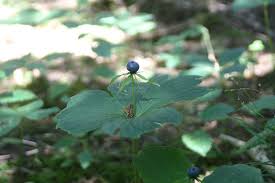 Attēlu rezultāti vaicājumam “Paris quadrifolia fruit”