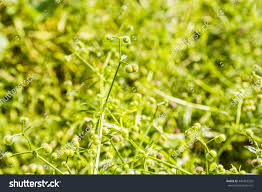Attēlu rezultāti vaicājumam “Galium aparine fruit”