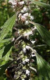 Image result for Leonurus cardiaca