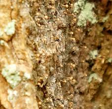 Attēlu rezultāti vaicājumam “Sclerophora coniophaea”