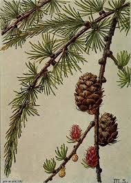 Attēlu rezultāti vaicājumam “Larix”