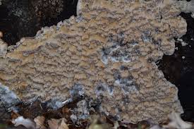 Attēlu rezultāti vaicājumam “Rhodonia placenta”