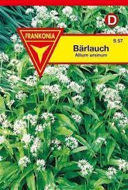 Image result for Bärlauch