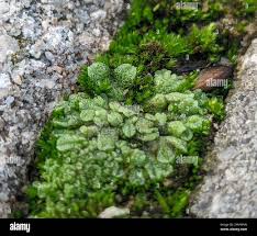 Attēlu rezultāti vaicājumam “Riccia cavernosa”