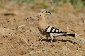 Attēlu rezultāti vaicājumam “Upupa epops”