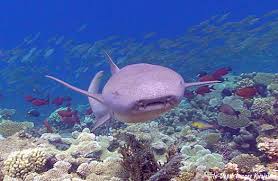 Image result for Nebrius ferrugineus