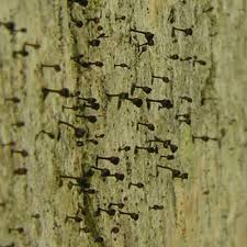 Attēlu rezultāti vaicājumam “Calicium salicinum”