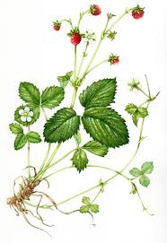 Image result for Fragaria vesca