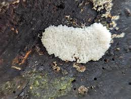 Attēlu rezultāti vaicājumam “Stemonitis flavogenita stalked”