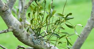 Attēlu rezultāti vaicājumam “Viscum album fruit”