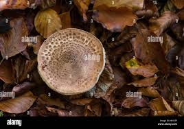 Attēlu rezultāti vaicājumam “Lepiota aspera”