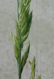 Attēlu rezultāti vaicājumam “Festuca pratensis”