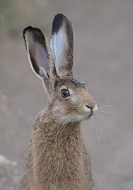 Attēlu rezultāti vaicājumam “Lepus sp.”