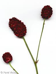 Attēlu rezultāti vaicājumam “Sanguisorba officinalis bud”