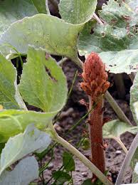 Attēlu rezultāti vaicājumam “Orobanche coerulescens bud”