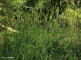 Attēlu rezultāti vaicājumam “Hordelymus europaeus”