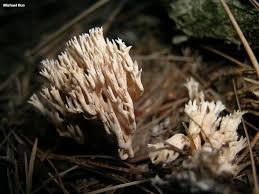 Attēlu rezultāti vaicājumam “Lentaria sp.”