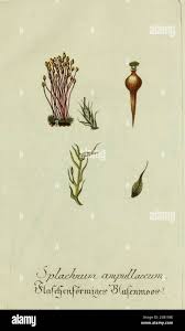 Attēlu rezultāti vaicājumam “Splachnum ampullaceum sporophyte”