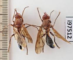 Attēlu rezultāti vaicājumam “Asilidae”