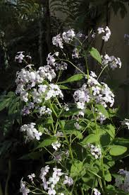 Attēlu rezultāti vaicājumam “Lunaria rediviva leaf”